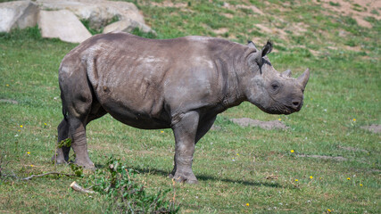 Naklejka premium Adult Black Rhinoceros Standing on Grass