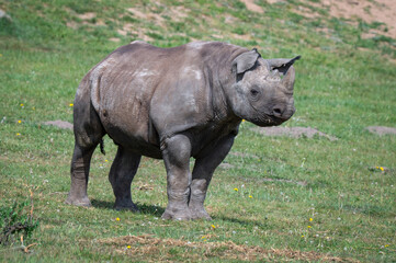 Naklejka premium Young Black Rhinoceros Walking on Grass