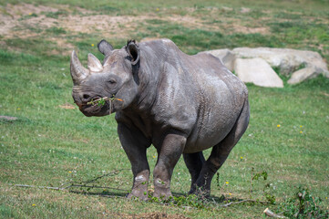 Naklejka premium Adult Black Rhinoceros Standing on Grass