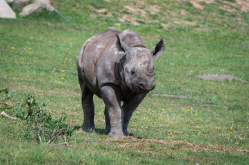 Obraz premium Young Black Rhinoceros Walking on Grass