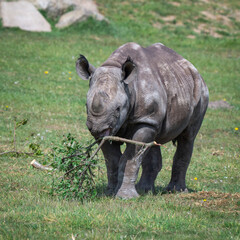 Young Black Rhinoceros Feeding
