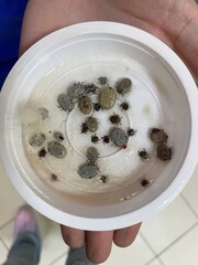 Large gray ticks, gorged on the blood of animals and small black ticks, removed from animals in a veterinary clinic in a plastic container. Take care of animals. Treat for ticks in time