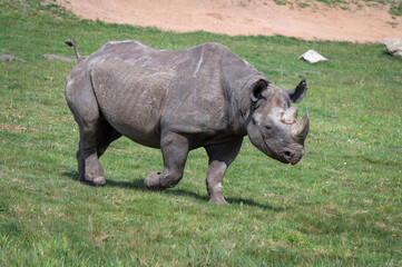 Obraz premium Adult Black Rhinoceros Walking on Grass