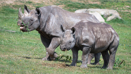 Fototapeta premium Mother and Calf Black Rhinoceros Standing Together