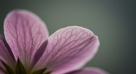 Beautiful close up of a pink flower petal with visible veins and texture against a muted background. Nature macro detail.