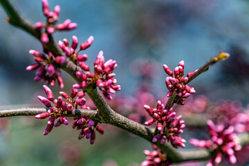 Close view of the Pink Heartbreaker Eastern Redbud flowers