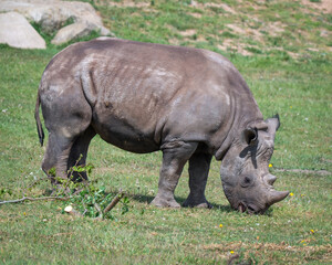 Fototapeta premium Adult Black Rhinoceros Walking on Grass