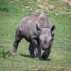 Adult Black Rhinoceros Walking on Grass
