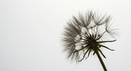 Fototapeta premium Close up of a dandelion seed head with delicate pappus against a bright background, symbolizing wish and lightness