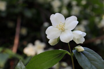 white fragrant jasmine flowers, jasmine, close-up flowers, flowers 