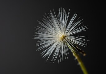Fototapeta premium Close up of a dandelion seed head with delicate white pappus fibers against a dark background for nature and growth concept.