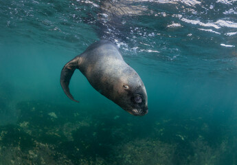 Lobo marino bajo el agua girando
