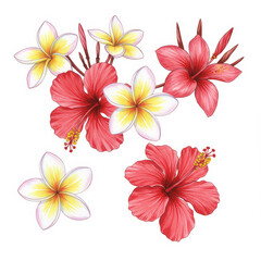 Fototapeta premium Tropical flowers illustration