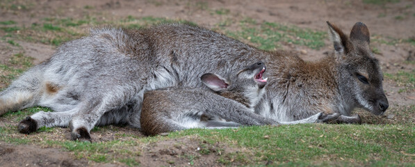 Baby Wallaby Too Big for Its Mother's Pouch