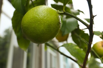 close-up of a lemon and a lemon tree in the yard of a residential building, green lemon 