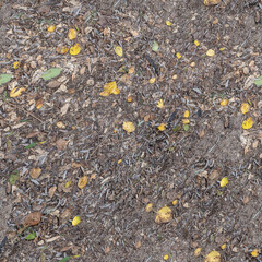 Autumn Forest Floor Texture Collection – Fallen Leaves & Earthy Details