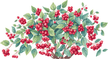 Berries on the bush watercolor vector illustration.