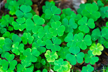 A stunningly lush green clover field filled with vibrant, enchanting fourleaf clovers
