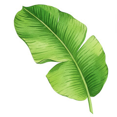 Fototapeta premium Watercolor illustration of a vibrant green leaf against a white background