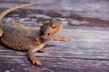 Bearded dragon on rustic wooden surface with natural light in a calm indoor setting