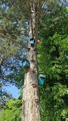 Fototapeta premium Birdhouses on a tall tree