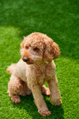 Curly-haired miniature poodle sits calmly on vibrant green grass during sunny afternoon