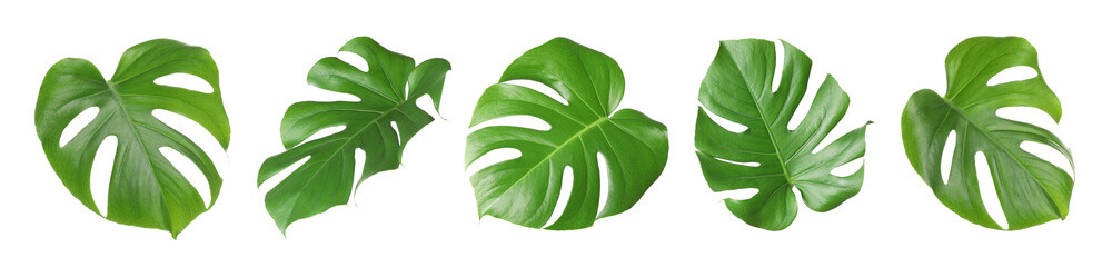 Green tropical leaves of monstera plant isolated on white, set © New Africa