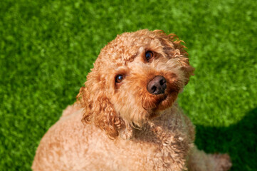 Curly-haired poodle relaxes in the sun on a bright green lawn during a warm afternoon