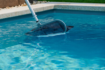 Pool cleaning takes place on a sunny day with a skimmer to maintain water clarity in a residential backyard setting