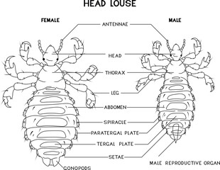 Coloring page with structure of male and female head louse (Pediculus humanus) insect for biology lesson
