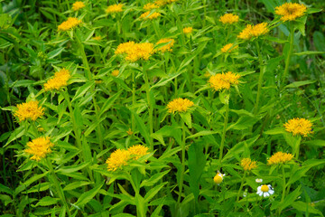 Obraz premium Medicinal plant Golden root, Rhodiola rosea. The fat family. Rhodiola rosea in the form of tea is used to relieve fatigue, overwork, to increase efficiency and endurance.