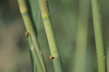 Obraz premium Close-up of green bamboo-like stems in a natural environment, showcasing the texture, nodes, and structure of the plant. 