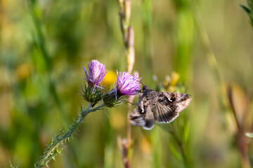 Butterfly perched on purple wildflower in a natural setting during daylight