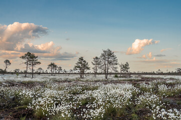 Landscape wiew to Tussock cottongrass (Eriophorum vaginatum), and birch trees on the bog at spring