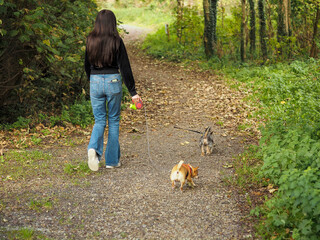 Young teenager girl walking small dogs on a footpath in a forest park. Making money on pet service and care concept. Hobby and responsibility. Model in dark top and blue jeans. Selective focus