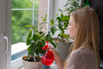 Girl misting indoor citrus plants by window. Young girl using a red spray bottle to mist potted...