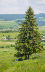 landscape with a large pine tree