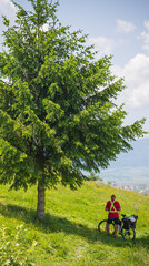 landscape with a large pine tree and a biker
