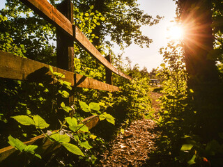 A wooden fence with a path in between. The path is lined with trees and leaves. The sun is shining through the trees, creating a warm and inviting atmosphere. Hot season mood and vibe.