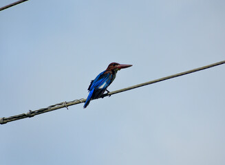 A colorful white-throated kingfisher with blue and brown plumage perches on a wire.