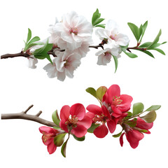 Two branches of flowers, one is white and the other is red