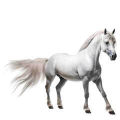 A white horse with long hair is walking on a white background