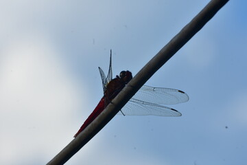 A striking red dragonfly with transparent wings perches on a diagonal wire.