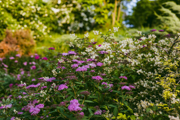 Purple and white flowers bloom in a vibrant, lush garden setting during daylight hours. A vibrant display of colorful flowers blooming in a lush garden, showcasing a variety of textures and hues.