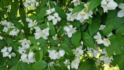 Philadelphus coronarius.  common mock-orange bush