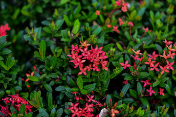 Obraz premium Vibrant red Ixora flowers bloom amidst a lush green leafy bush.