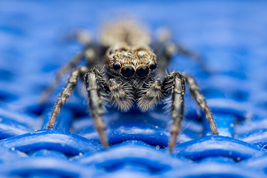 spider on a blue background - supermacro, closeup, big eyes and hairy body, refletions in the eyes