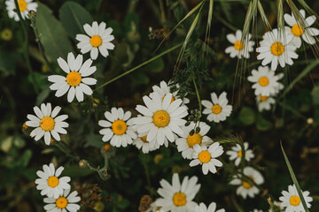 Close-up of blooming daisies in spring meadow