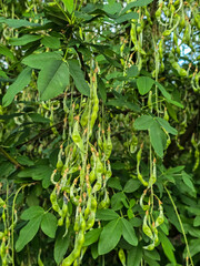 Lush Garden Greenery Bushes and Trees