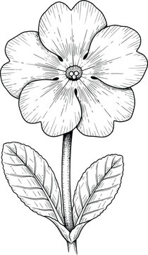 Delicate hand drawn primrose flower botanical illustration